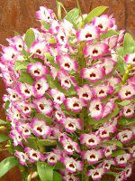 �f���h���r�E��(Dendrobium)