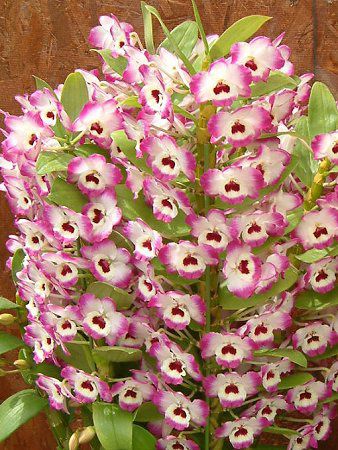 �f���h���r�E��(Dendrobium) 