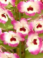 �f���h���r�E��(Dendrobium)