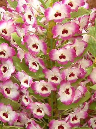 �f���h���r�E��(Dendrobium) 