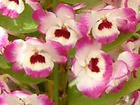 �f���h���r�E��(Dendrobium)