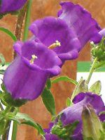 �J���p�j����(Campanula)