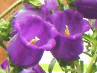 �J���p�j����(Campanula)