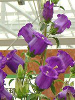 �J���p�j����(Campanula)