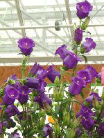�J���p�j����(Campanula)