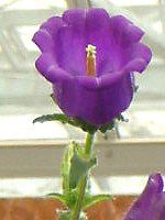 �J���p�j����(Campanula)