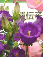 �J���p�j����(Campanula)