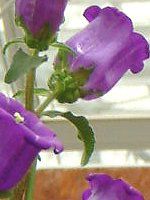 �J���p�j����(Campanula)