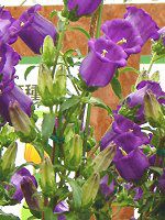 �J���p�j����(Campanula)