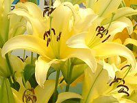����(�S��) '�x�E�B��'-yellow-summwer