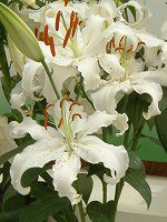 ����(�S��) -white-summwer