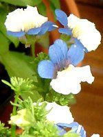 �l���V�AKLM(Nemesia KLM)