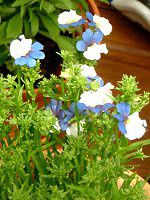 �l���V�AKLM(Nemesia KLM)