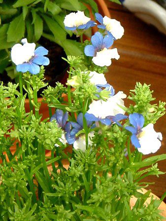 �l���V�AKLM(Nemesia KLM)