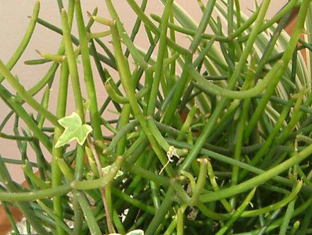 �~���N�u�b�V��(Milk bush)