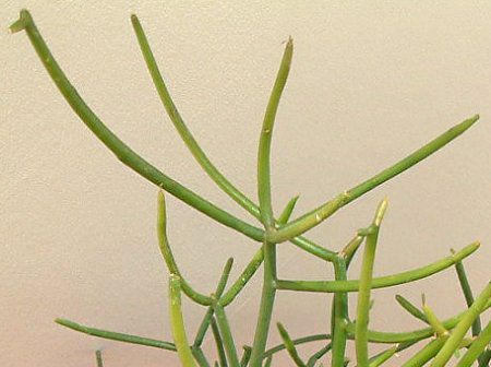 �~���N�u�b�V��(Milk bush)