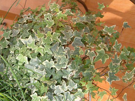 �A�C�r�[(Ivy)