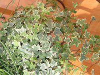 �A�C�r�[(Ivy)