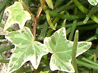�A�C�r�[(Ivy)