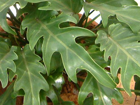 �t�B���f���h�����E�Z���[��(Philodendron selloum)