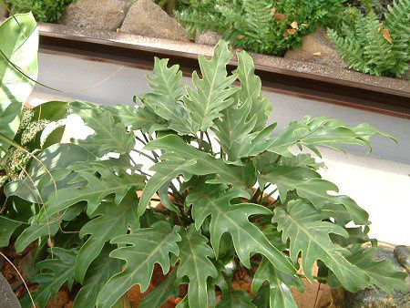 �t�B���f���h�����E�Z���[��(Philodendron selloum)