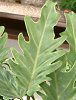 �t�B���f���h�����E�Z���[��(Philodendron selloum)