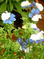 �l���V�AKLM(Nemesia KLM)