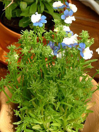 �l���V�AKLM(Nemesia KLM)