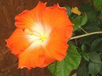 �n�C�r�X�J�X(Hibiscus) 
