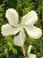 �n�C�r�X�J�X(Hibiscus) ��-��-white-summer