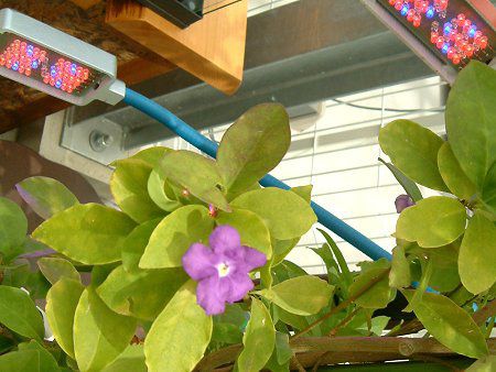 �u�����t�F���V�A(Brunfelsia australis)