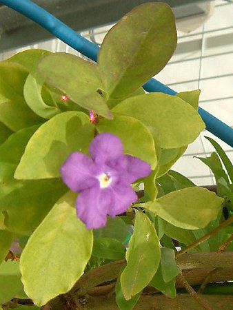 �u�����t�F���V�A(Brunfelsia australis)
