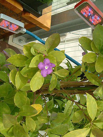 �u�����t�F���V�A(Brunfelsia australis)