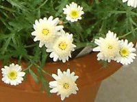 �}�[�K���b�g '�X�C�[�g���b�v��'(Marguerite 'Sweet Ripple'�j