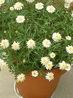 �}�[�K���b�g '�X�C�[�g���b�v��'(Marguerite 'Sweet Ripple'�j