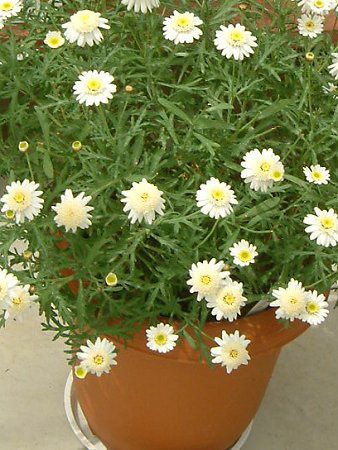 �}�[�K���b�g�E�X�C�[�g���b�v��