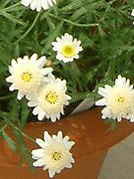 �}�[�K���b�g '�X�C�[�g���b�v��'(Marguerite 'Sweet Ripple'�j