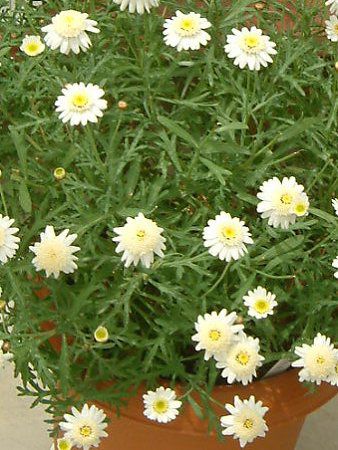 �}�[�K���b�g�E�X�C�[�g���b�v��