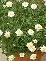 �}�[�K���b�g '�X�C�[�g���b�v��'(Marguerite 'Sweet Ripple'�j