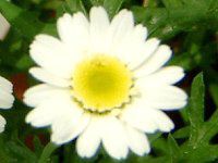 �}�[�K���b�g '�X�C�[�g���b�v��'(Marguerite 'Sweet Ripple'�j