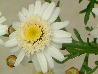 �}�[�K���b�g '�X�C�[�g���b�v��'(Marguerite 'Sweet Ripple'�j
