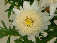 �}�[�K���b�g '�X�C�[�g���b�v��'(Marguerite 'Sweet Ripple'�j