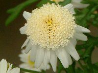 �}�[�K���b�g '�X�C�[�g���b�v��'(Marguerite 'Sweet Ripple'�j
