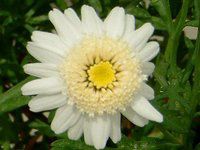 �}�[�K���b�g�E�X�C�[�g���b�v��