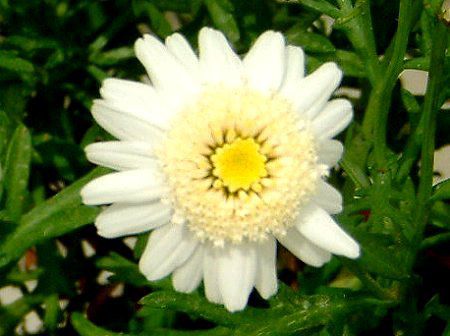 �}�[�K���b�g�E�X�C�[�g���b�v��