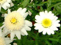 �}�[�K���b�g '�X�C�[�g���b�v��'(Marguerite 'Sweet Ripple'�j