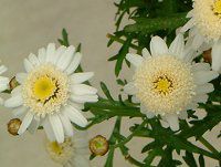 �}�[�K���b�g '�X�C�[�g���b�v��'(Marguerite 'Sweet Ripple'�j