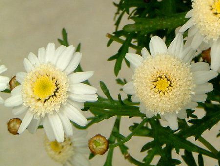�}�[�K���b�g�E�X�C�[�g���b�v��