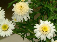 �}�[�K���b�g '�X�C�[�g���b�v��'(Marguerite 'Sweet Ripple'�j