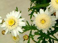 �}�[�K���b�g�E�X�C�[�g���b�v���iMarguerite 'Sweet Ripple'�j